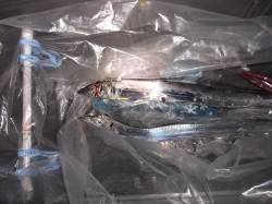 本荘人工島へタチウオ狙い　6時頃には周りで…